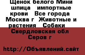 Щенок белого Мини шпица , импортные крови - Все города, Москва г. Животные и растения » Собаки   . Свердловская обл.,Серов г.